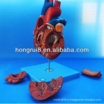 ISO Advanced Medical Heart, Анатомическая модель сердца